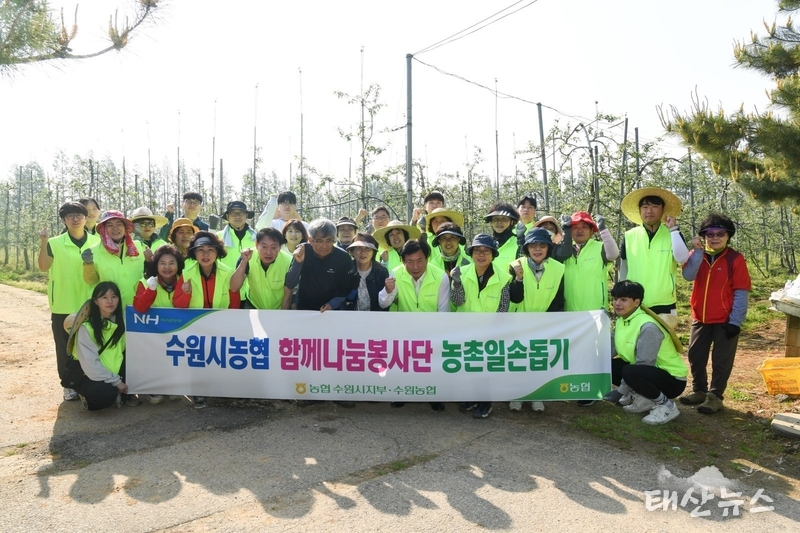 농협 수원시지부와 수원농협은 범 농협 임직원들이 참석한 가운데 12일 화성시 마도면 과수농가에서 사과나무 열매솎기 작업으로 농촌 일손돕기를 실시했다.