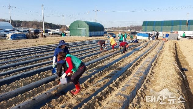 2024년 평택시 오성면 새마을회 사랑의 감자 심기