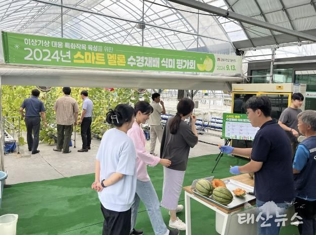안성시농업기술센터, 멜론 스마트 수경재배 식미평가회 개최
