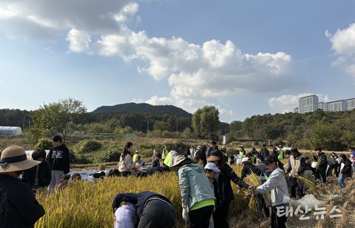 시민과 함께하는 가을걷이 행사에 참여한 시민들이 추수를 하고 있다