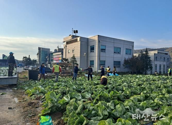양평군 양동면 지역사회보장협의체, 기관·단체와 함께 동절기 배추·무 수확