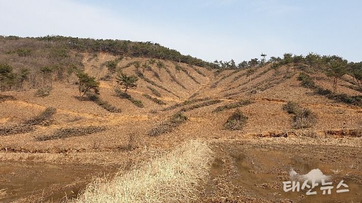 조림지 사진