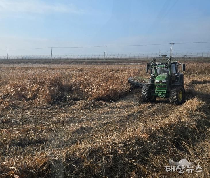 한강하구 자생 갈대 수거