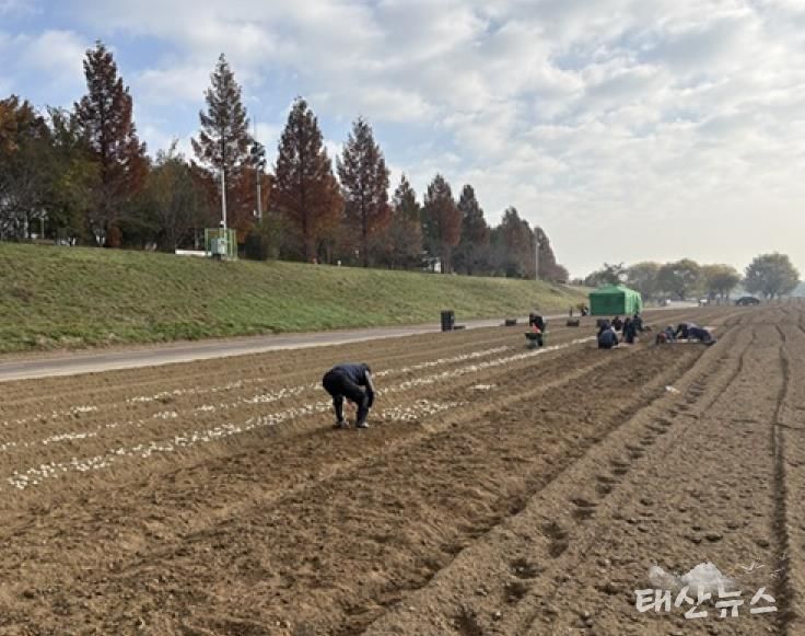 파주시 금촌2동, 내부 인력으로 2026 공릉천 튤립축제 식재 작업 완료