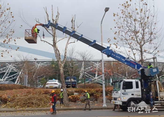 고양시 일산서구, 교통흐름 방해 가로수 전정 완료