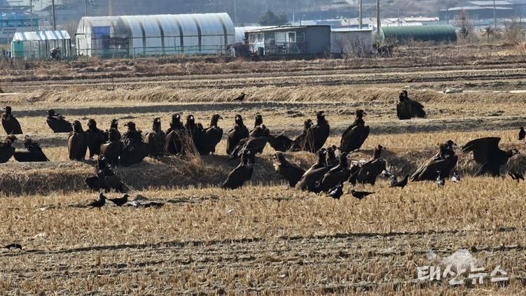 ‘파주 독수리 식당’ 생태여행 성황리 종료